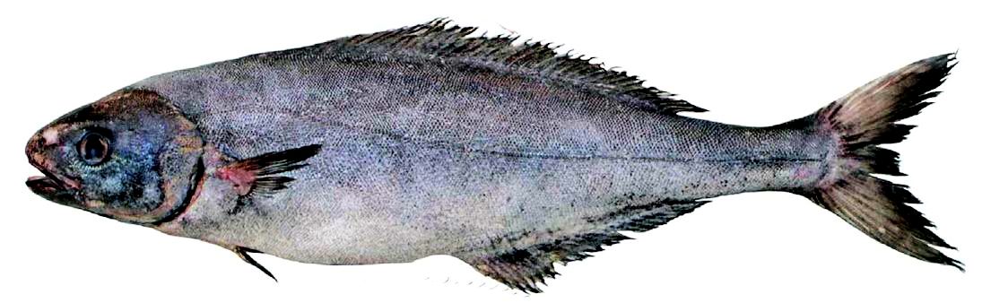 Centrolophus niger_03.jpg